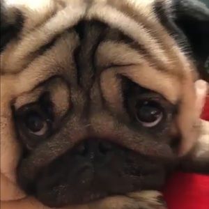 Meet your Posher, Itzel